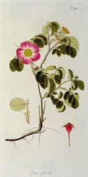 Rosa Pumila, uit 